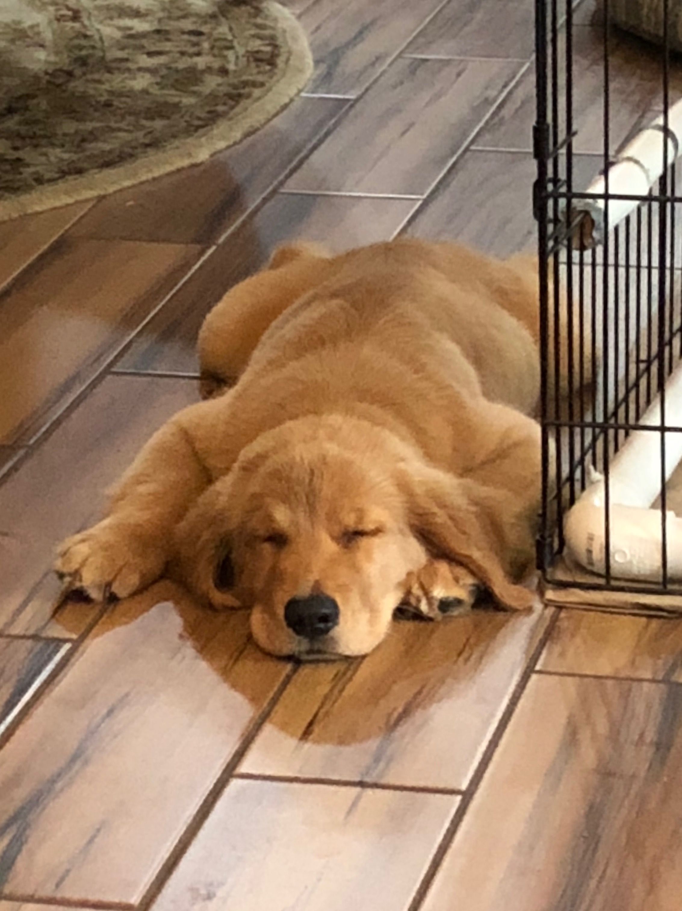 Adopt Muffy On Dogs Golden Retriever Dogs Pets