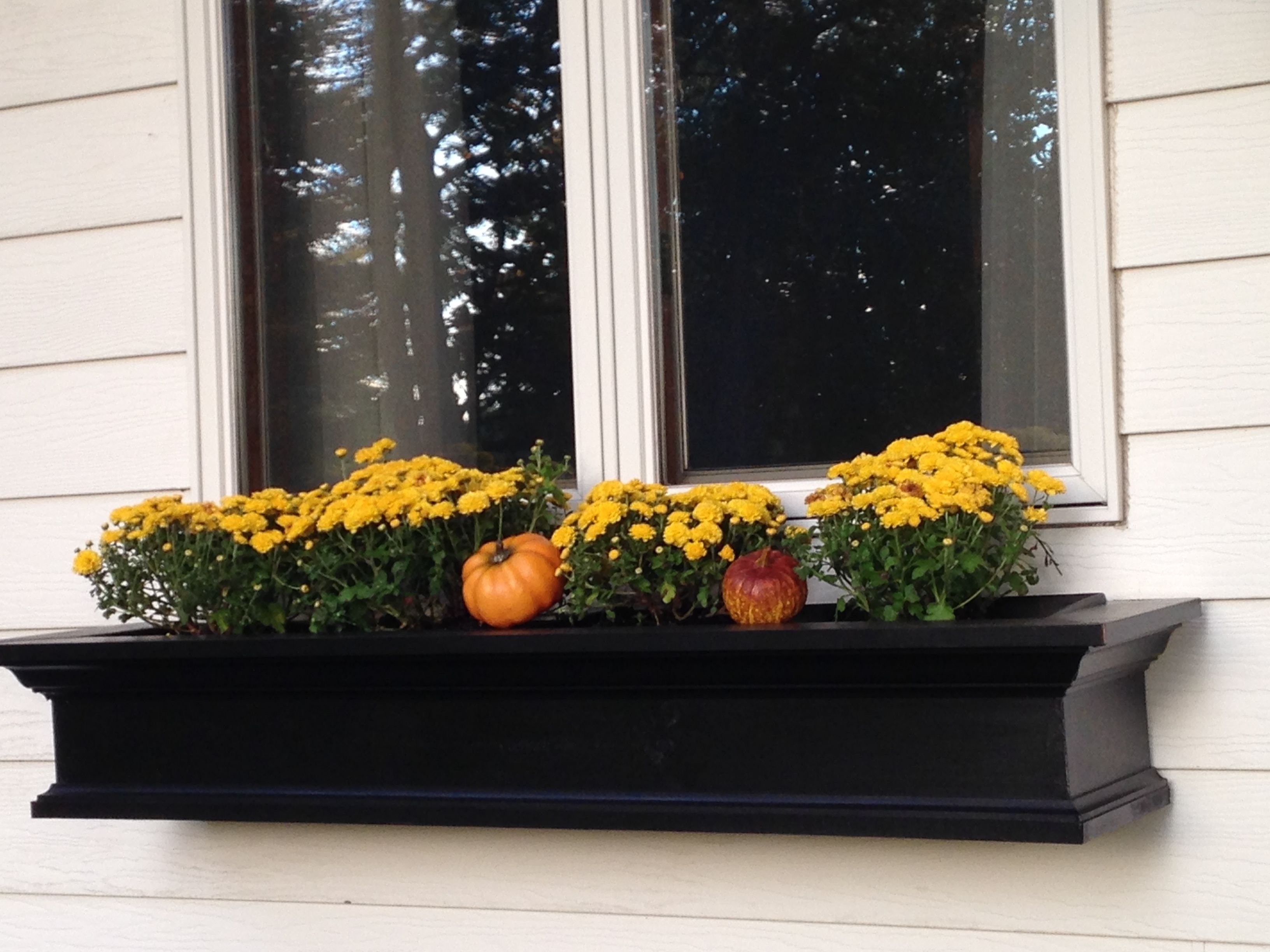 Black window flower box (With images) | Window box flowers ...