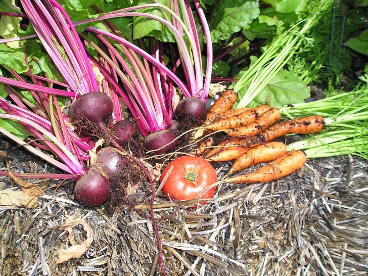 growing carrots in straw