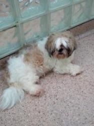 Adopt Gavin On Shih Tzu Dog Dog Grooming Shih Tzu