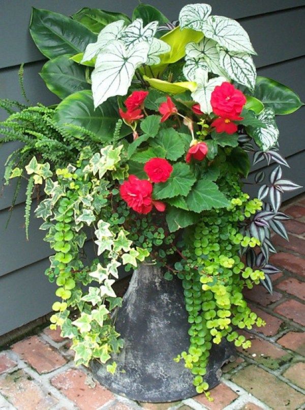 8 stunning container gardening
