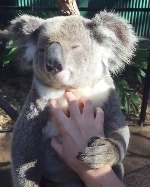 So cute and relaxed 😘💕 #CreativeDIYsandall #animals #animalvideos #socute #funnyanimals #funnyanimalvideos #KendinYapveDiğerHerşey #hayvanlaralemi #hayvanlar #hayvanvideoları #koala
