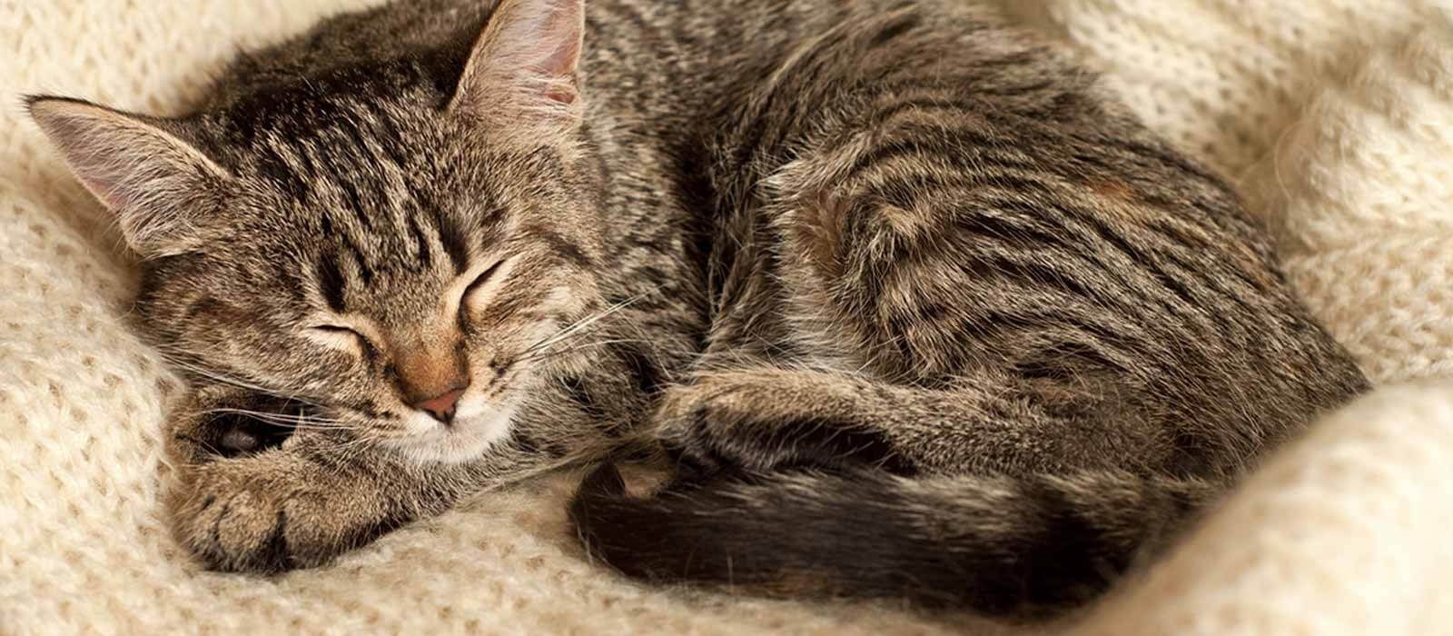 Why Do Cats Like To Sleep With Us We Love Cats And Kittens Cats Cats And Kittens Cat Sleeping