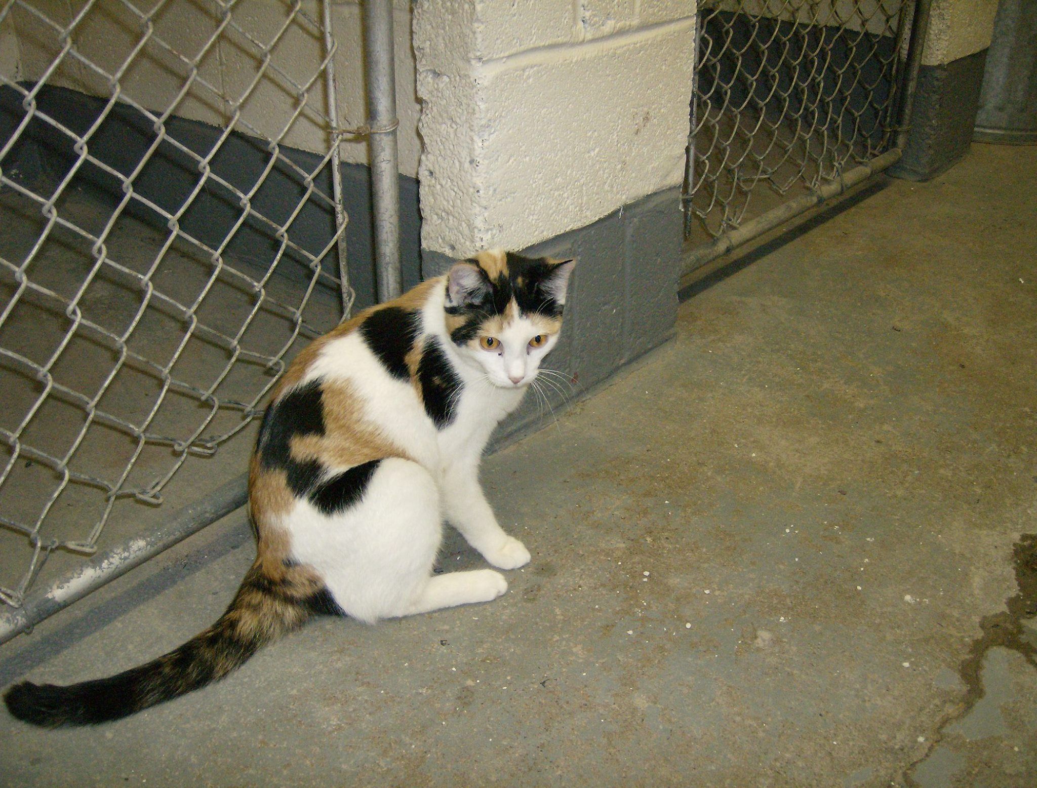 At East Windsor Animal Control Beautiful young calico available for
