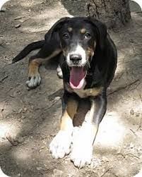 Image Result For Dane Shepherd Mix Great Dane Mix Australian