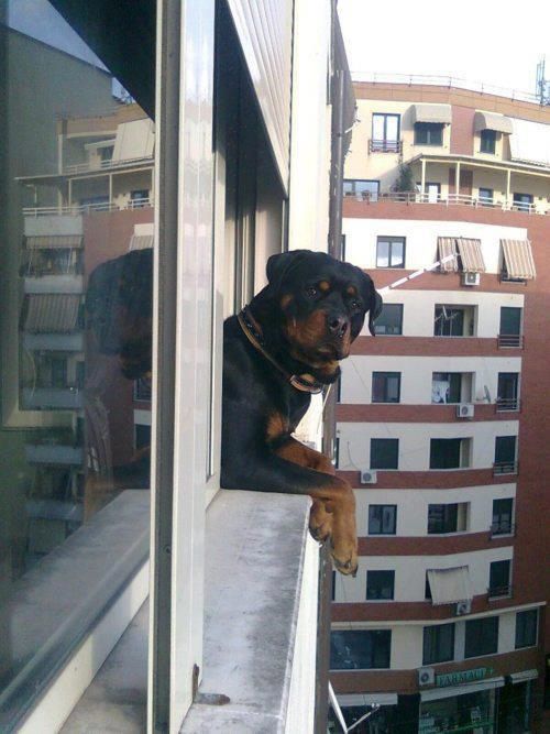 Como Anouki Hottie Rotties Pinterest Dogs Rottweiler Dog