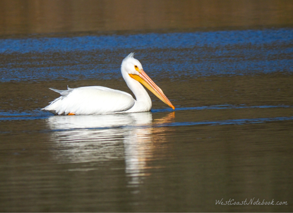 a white pelican is swimming in the water