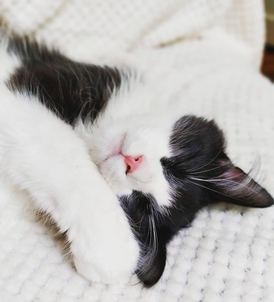 Sleepy kitty Sleepy kitty #sleepykitty Sleepy kitty Sleepy kitty #sleepykitty Sleepy kitty Sleepy kitty #sleepykitty Sleepy kitty Sleepy kitty #sleepykitty Sleepy kitty Sleepy kitty #sleepykitty Sleepy kitty Sleepy kitty #sleepykitty Sleepy kitty Sleepy kitty #sleepykitty Sleepy kitty Sleepy kitty #sleepykitty