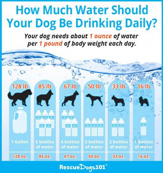 Taking Care Of Your Dog Will Involve Hard Work You ve Got To Be taking-care-of-your-dog-will-involve-hard-work-you-ve-got-to-be