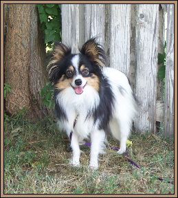 Toy Papillon Puppies Papillion Puppy In Nebraska From Sandhills