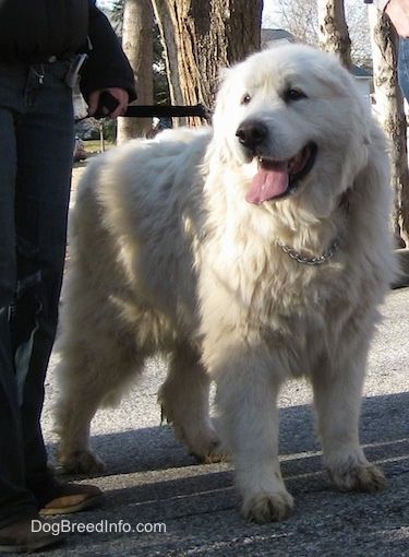 A Panting Great Pyrenees Is Standing In A Street Next To A Person