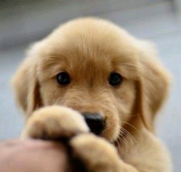 10 Most Common Dog Names Puppies Cute Animals Retriever Puppy