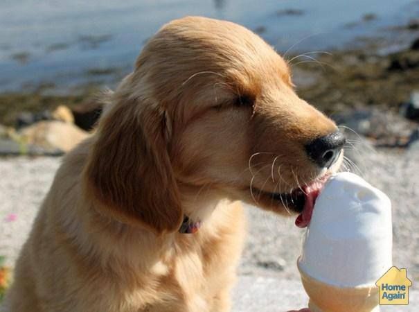 Dog Friendly Frosty Treats 1 Place The Banana In A Blender Add