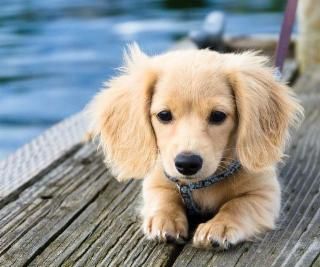 Do These Ears Make Me Look Big Long Haired Minnie Love Them