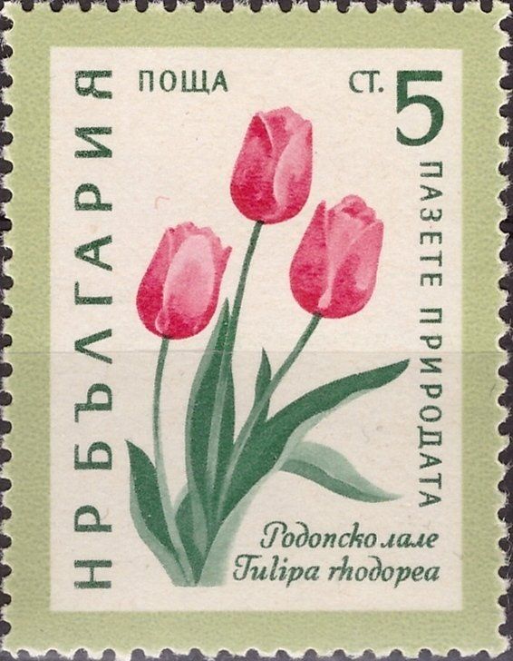 Rhodope Tulip Tulipa Rhodopea Nature Conservation Flowers Bulgaria 1960 切手 フリー素材 フリー Rhodope Tulip Tulipa Rhodopea Nature Conservation Flowers Bulgaria 1960 切手 フリー素材 フリー