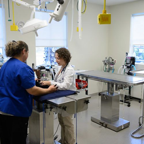 Morningside Animal Hospital Animal Arts Animal hospital, Small