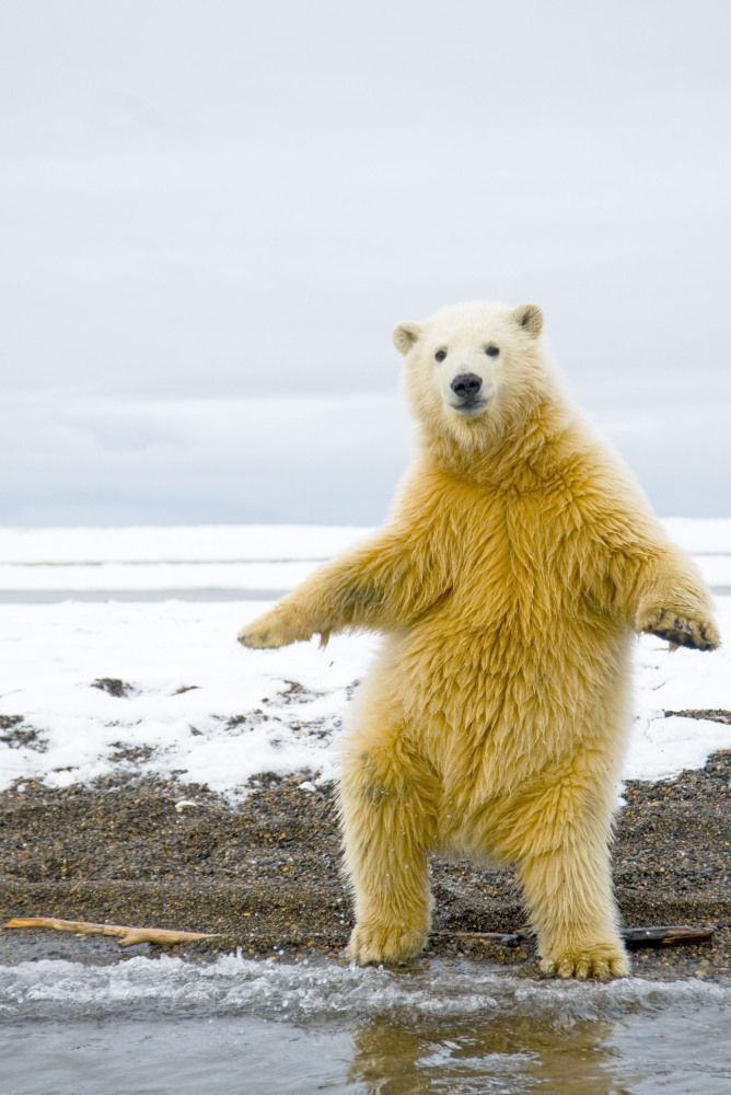 Téléchargement gratuit Images Photos Polar Bear Turns Into John Travolta Photos Animaux actualisé salutations
