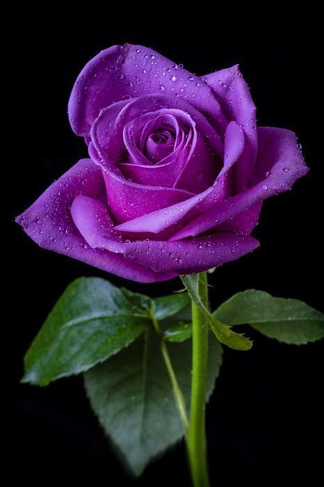 purple rose розы in 2018 pinterest purple roses flowers and