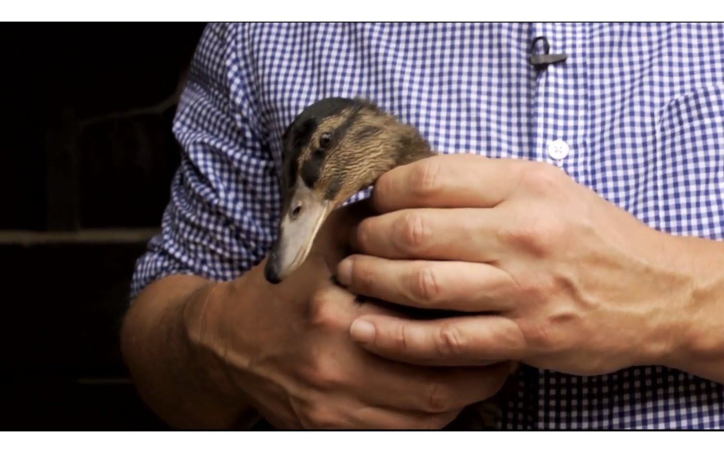 mallard ducklings ~ via farm raised with p. allen smith