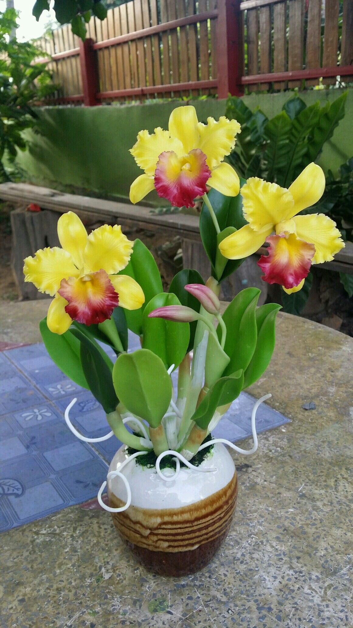 Pin By Flowers In Heart On Cattleya Orchids - Pinterest Pin By Flowers In Heart On Cattleya Orchids - Pinterest