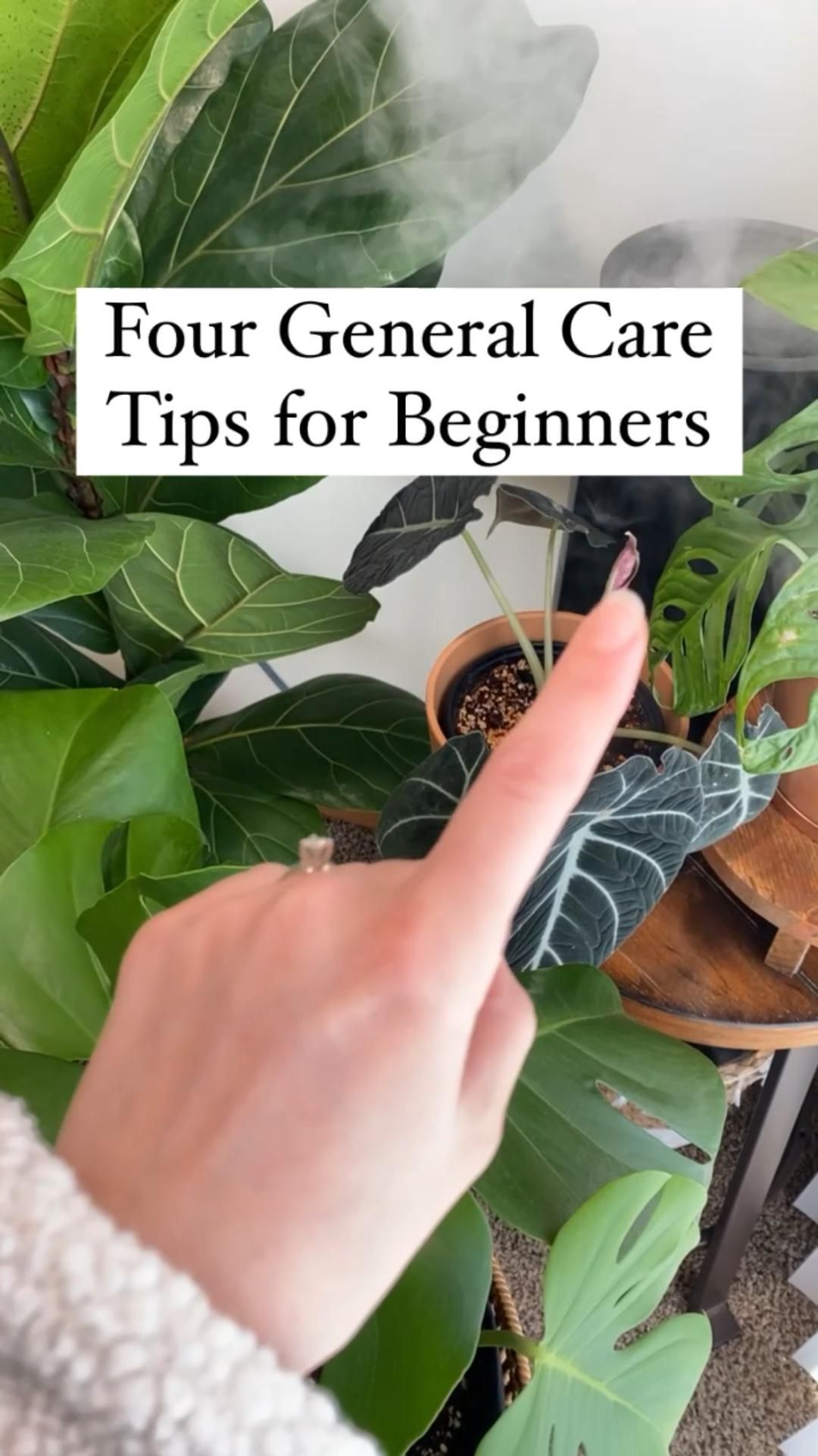 4 Houseplant Care Tips for Beginners