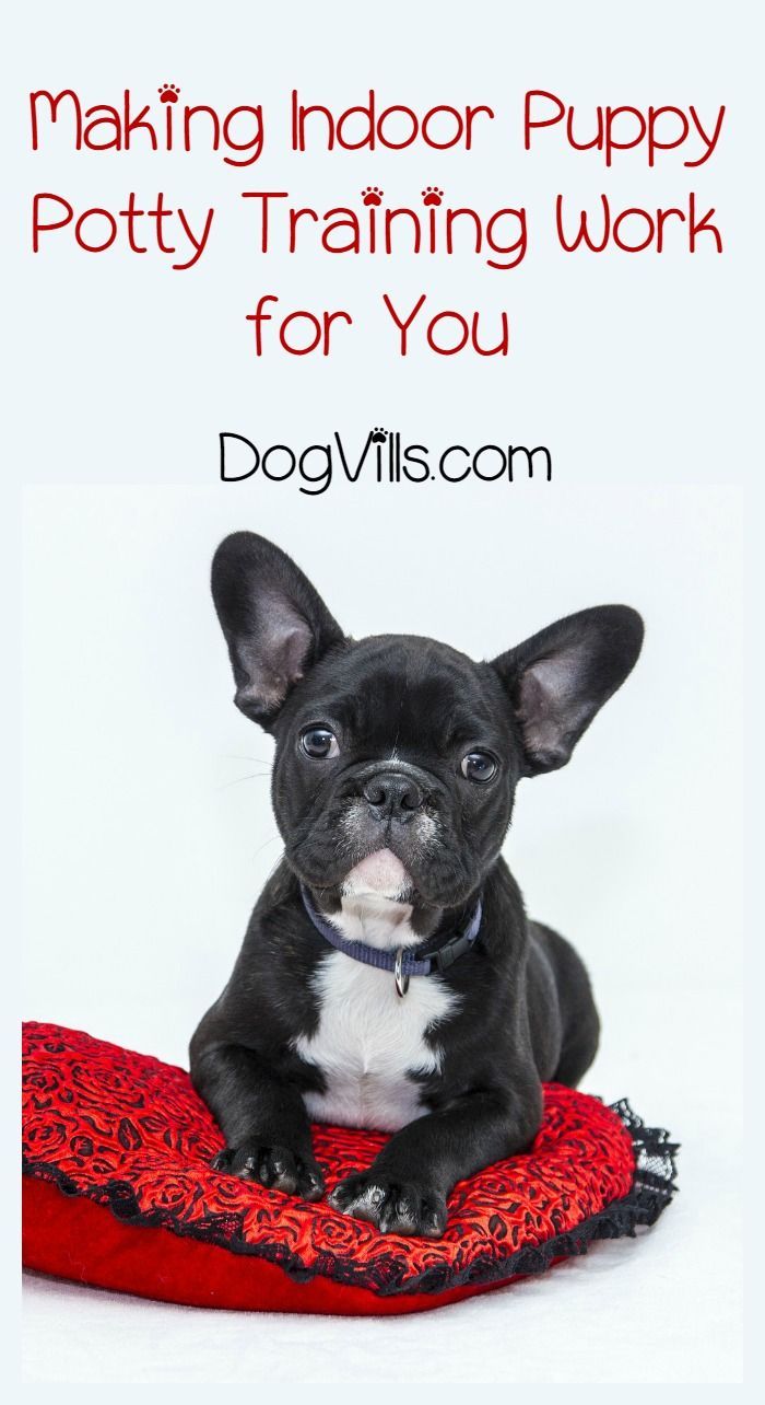 Making Indoor Puppy Potty Training Work For You Dog Pee Dog