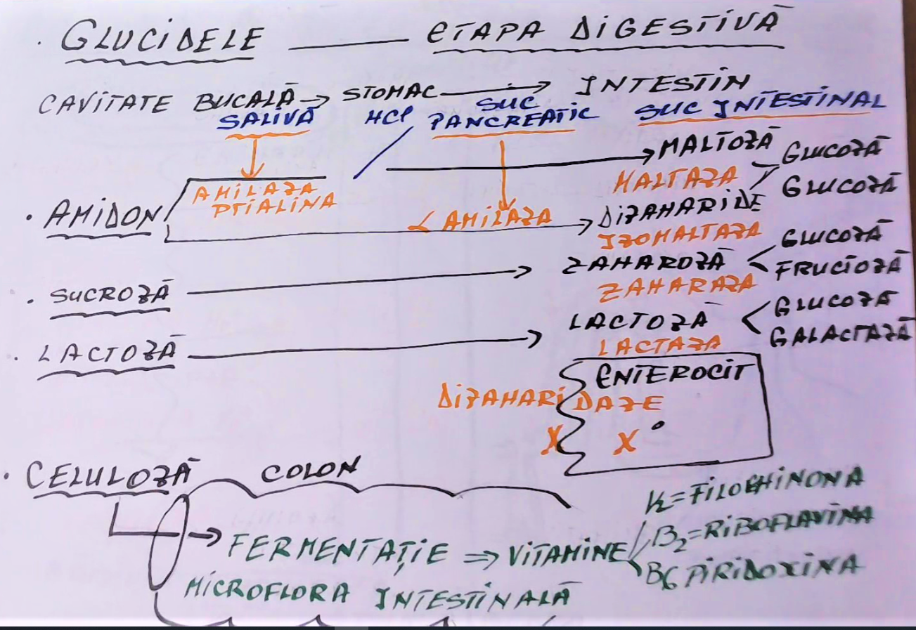 Discutam despre metabolizarea principiilor alimentare, care sunt: principiile calorigene (glucide, lipide, proteine) și principiile bioactive esențiale (vitamine, oligoelemente și apa) Colon, Bullet Journal, Anatomy