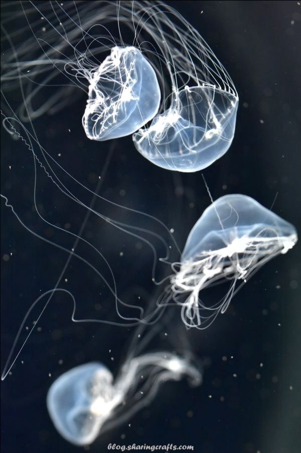 The Best Snow And Jellyfish Kyoto Aquarium 3 10 Peppermint Magic クラゲアート クラゲの絵 くらげ イラスト The Best Snow And Jellyfish Kyoto Aquarium 3 10 Peppermint Magic クラゲアート クラゲの絵 くらげ イラスト