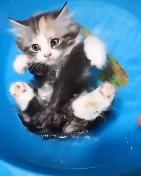 Floating Kitty! Floating Kitty!