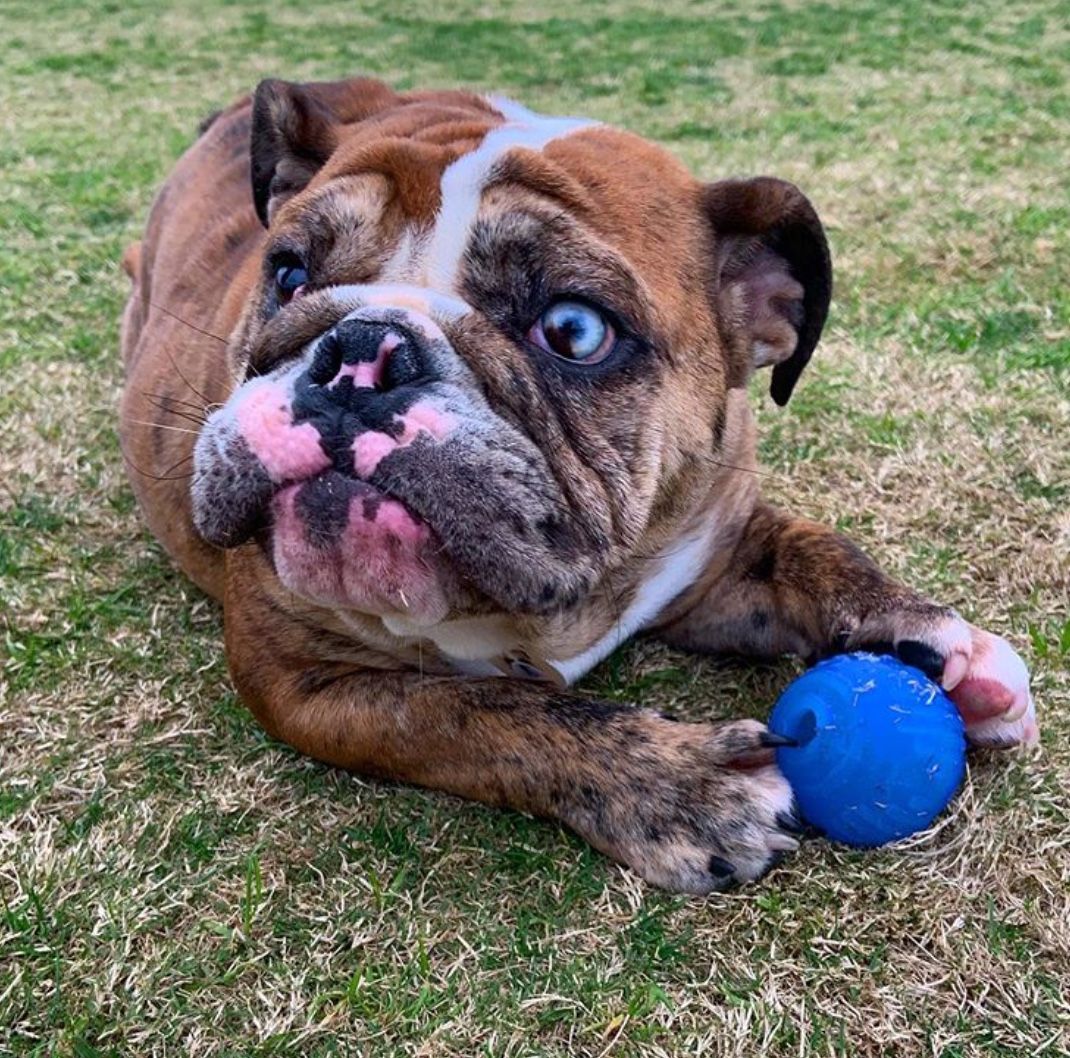 Pin By Carissa Miller On Me Bulldog Puppies English Bulldog