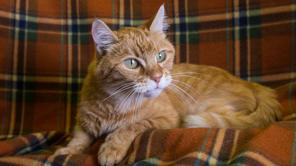Cats With Hyperthyroidism All Have One Or More Benign Thyroid Nodules Generally Benign Tumors Or Adenomas See Figure Below Thyroid Nodules Hyperthyroidism
