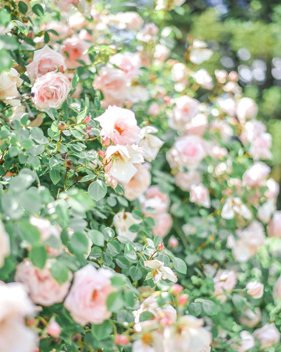 N E L A & T I B E R I U on Instagram: “Viseaza la o gradina cu trandafiri, pastelati si delicati, cu o aroma subtila si placuta, care sa te poarte in ziua perfecta a nuntii…” Floral Wreath, Wreaths, Instagram, Home Decor, Floral Crown, Decoration Home, Door Wreaths, Room Decor, Deco Mesh Wreaths