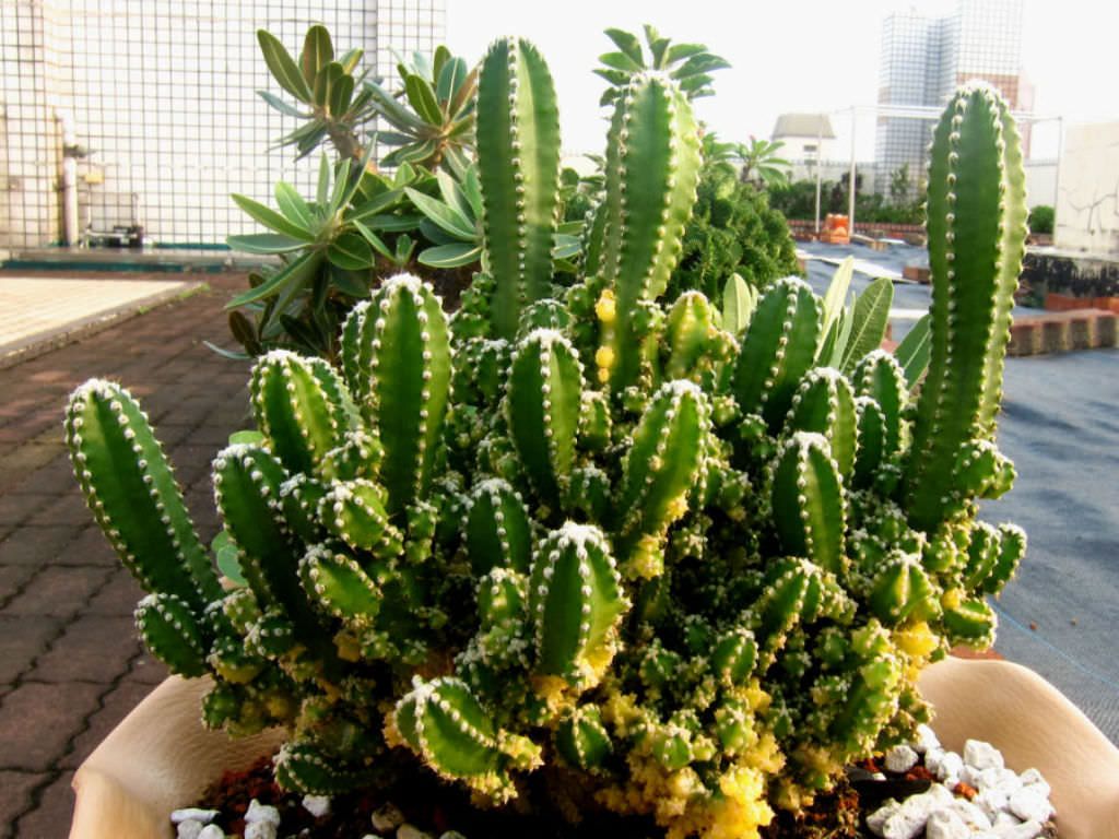 A Fairy Castle Cactus One Of My Newest Additions Houseplants Fairy Castle Cactus Cactus Plants Fairy Castle