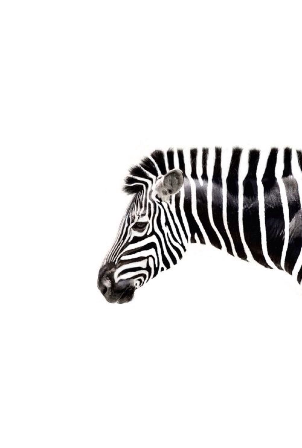 Island Of Silence Aus Leinwand Schneiden Siehe Anderer Pin Leinwand Schwarzes Bild Und Zebra Zeichnung