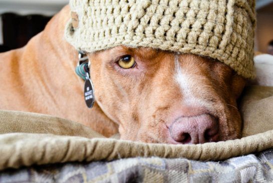 Pit Bull Exiled From Ontario Now Living In New Brunswick Animals