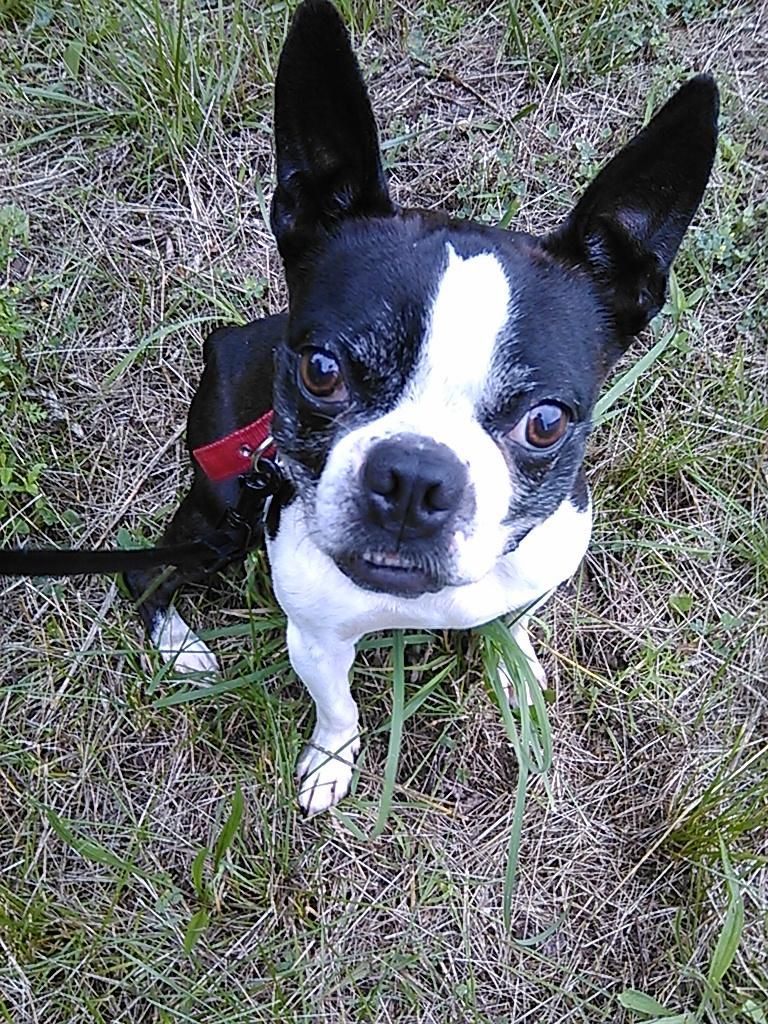 Pin on Dogs for Adoption