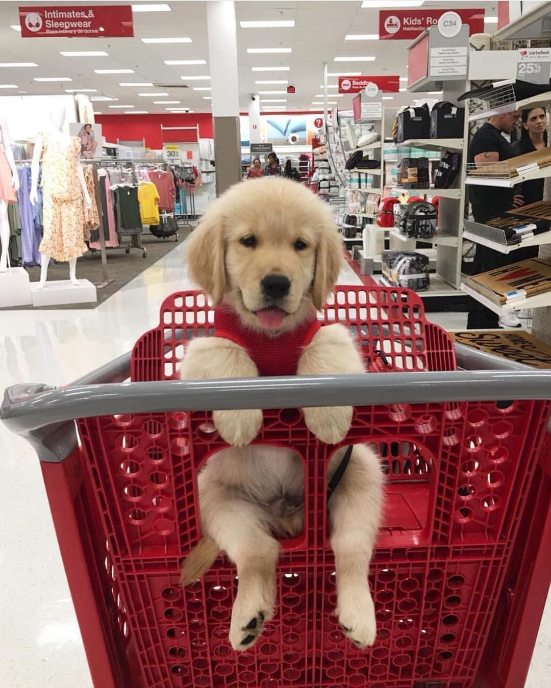 Golden Puppy Target 2 Of The Greatest Things On Earth Cute