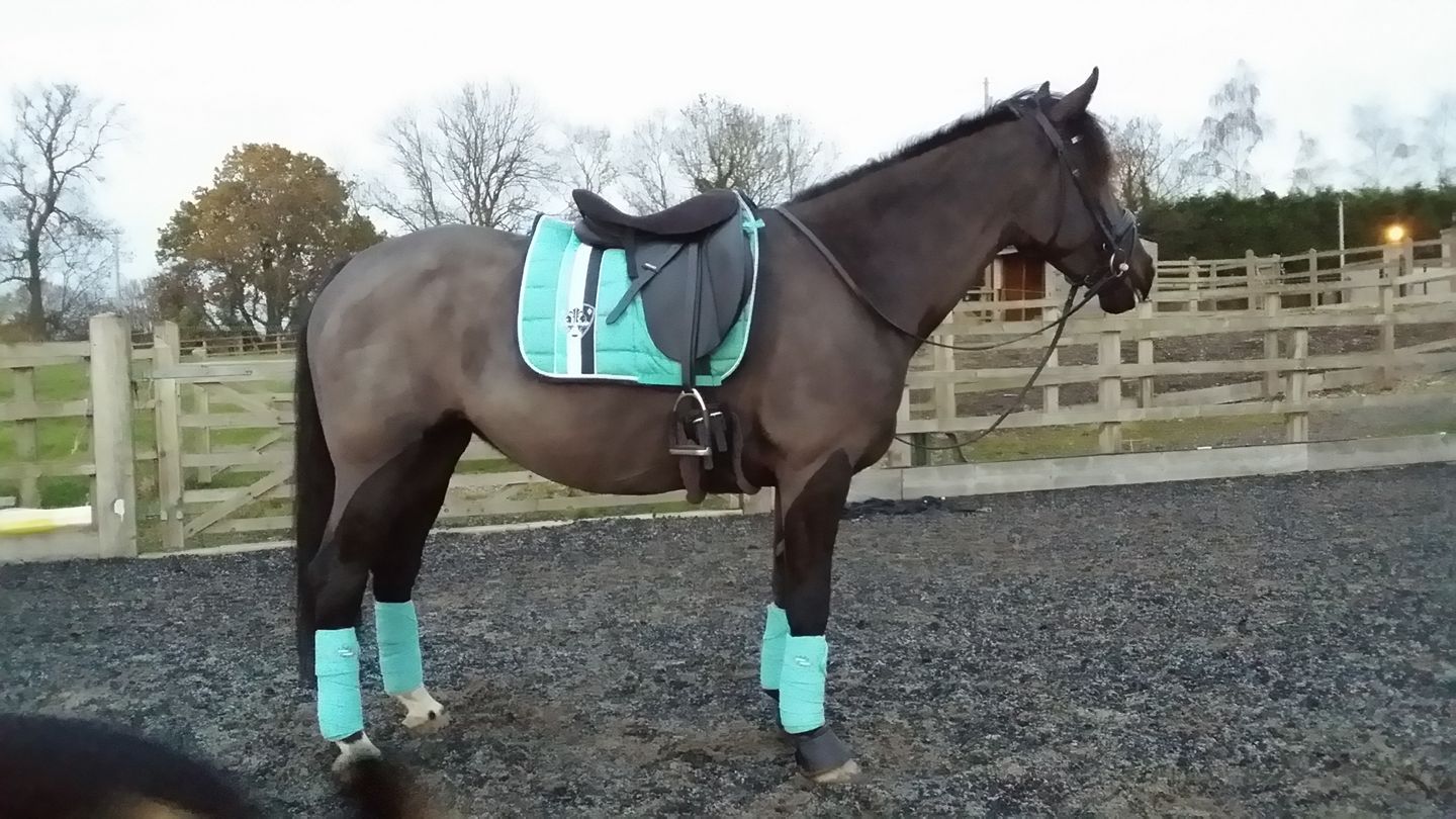 What Colour Suits My Horse Matchy Colour Tips TotalHorse co uk What Colour Suits My Horse Matchy Colour Tips TotalHorse co uk