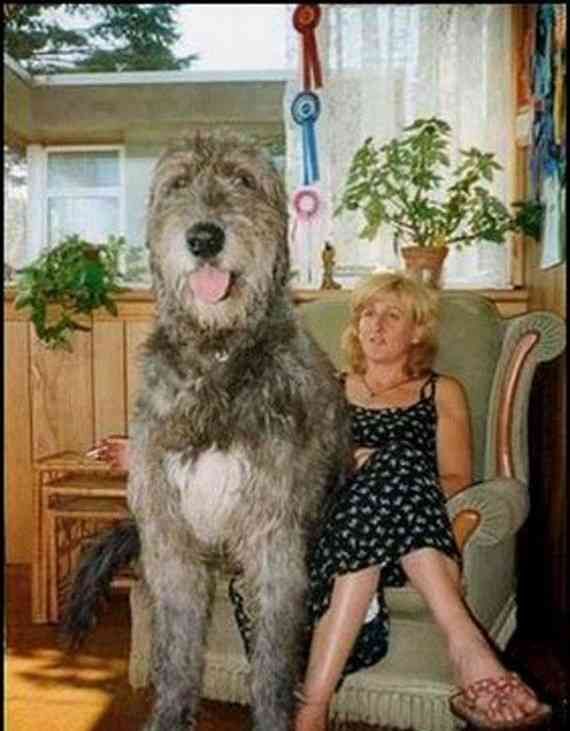 Huge Dog Hugs Worlds Biggest Dog Giant Dogs Huge Dogs