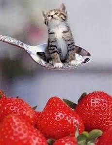 tiniest cat in the world bing images so cute pinterest