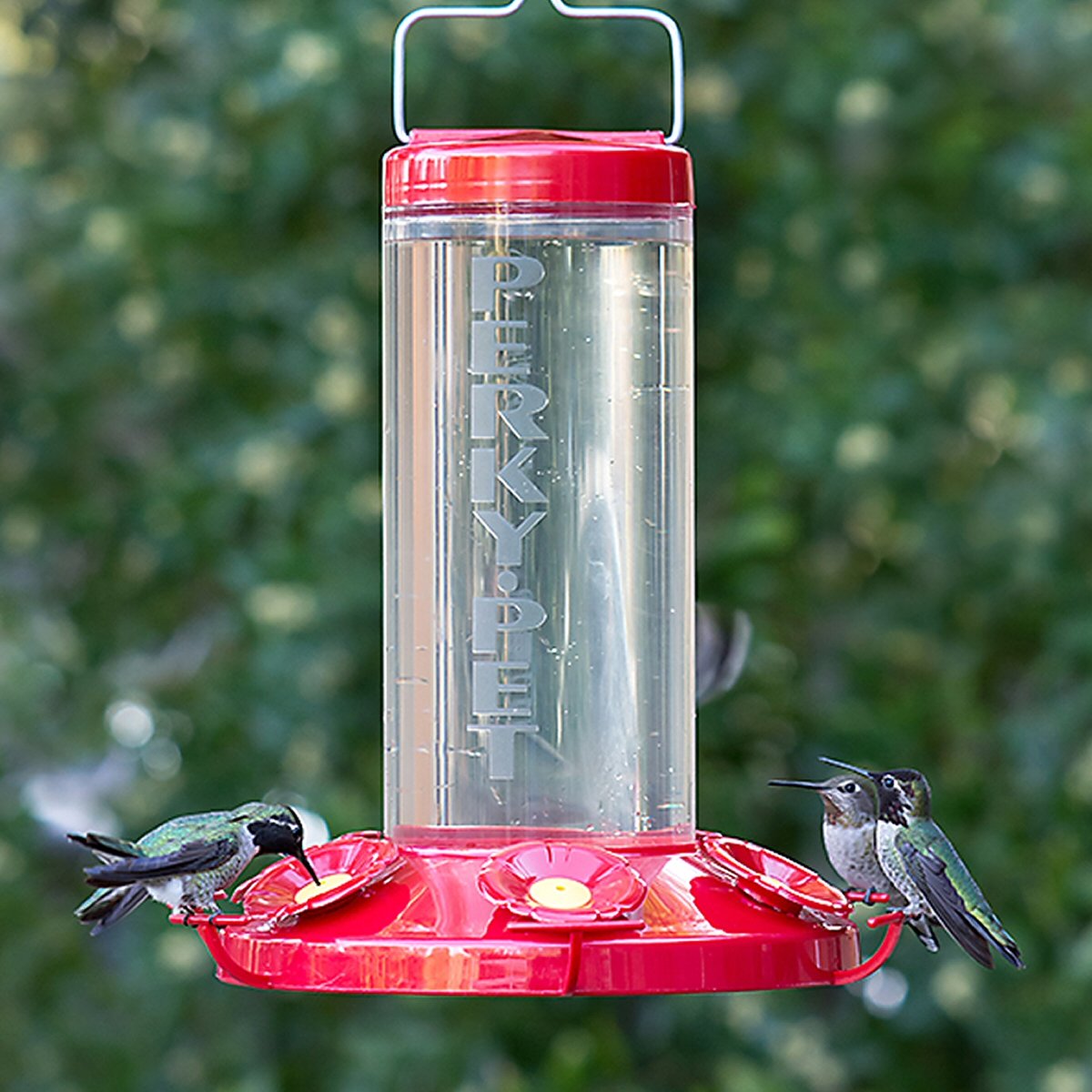 Grand Master Plastic Hummingbird Feeder In 2020 Humming Bird Feeders Feeder Wide Mouth Bottle
