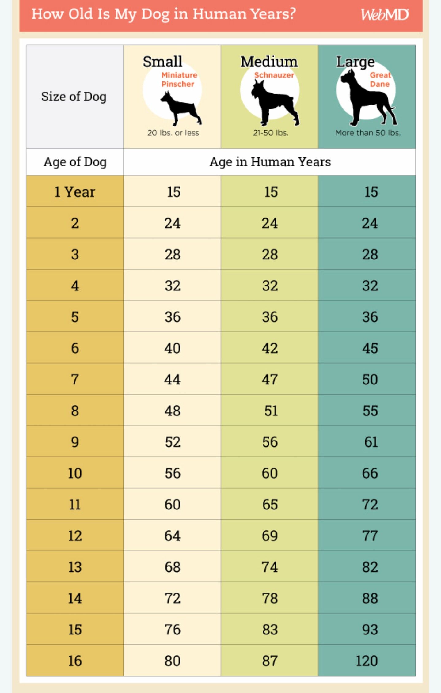 Dog Age Chart Dog Ages Dog Age Chart Dog Care