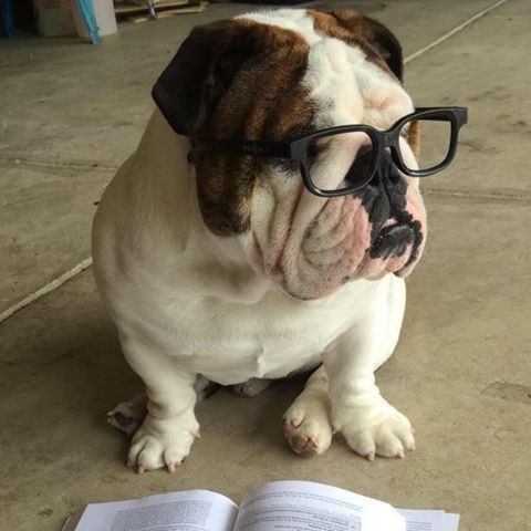 Bulldogwilliams Bulldog Puppies English Bulldog