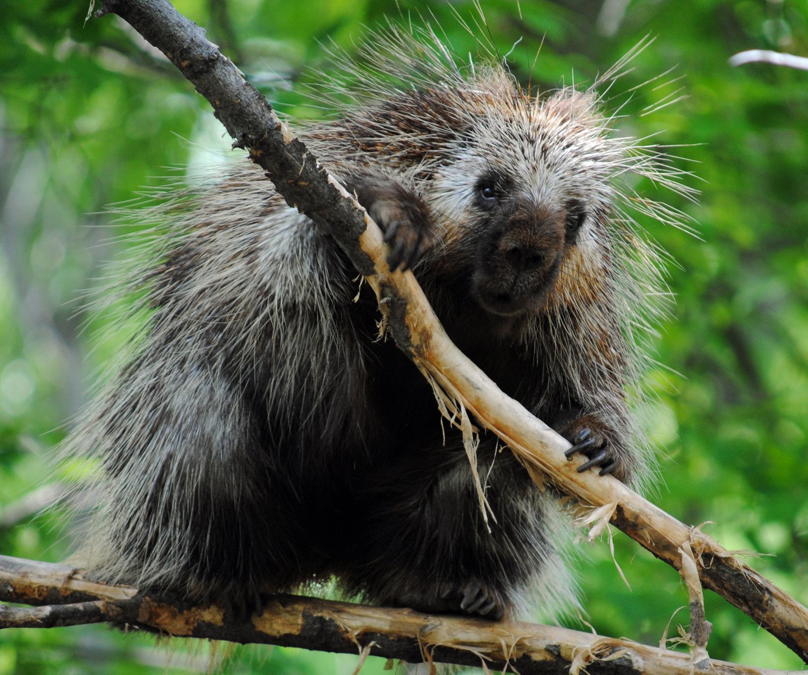 Porcupines | National Geographic | Animals wild, Porcupine, Animals