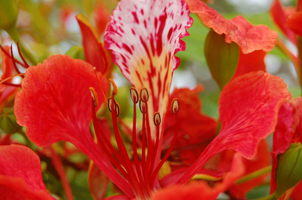Paradise Found, as published in the Miami Herald | Fairchild tropical