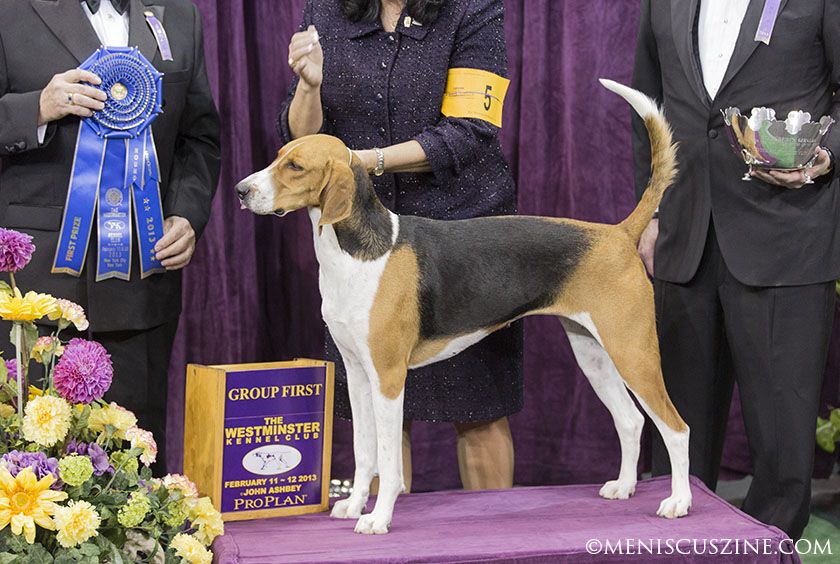 Westminster Dog Show 2013 Best In Hound Group Dogs Dog Show