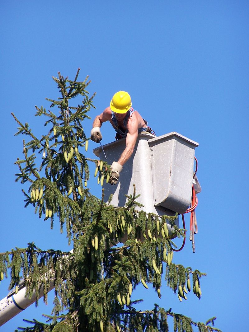 20 best tree removal in los angeles ideas tree removal tree removal service tree service coconut tree removal on 20 best tree removal in los angeles ideas tree removal tree removal service tree service pinterest