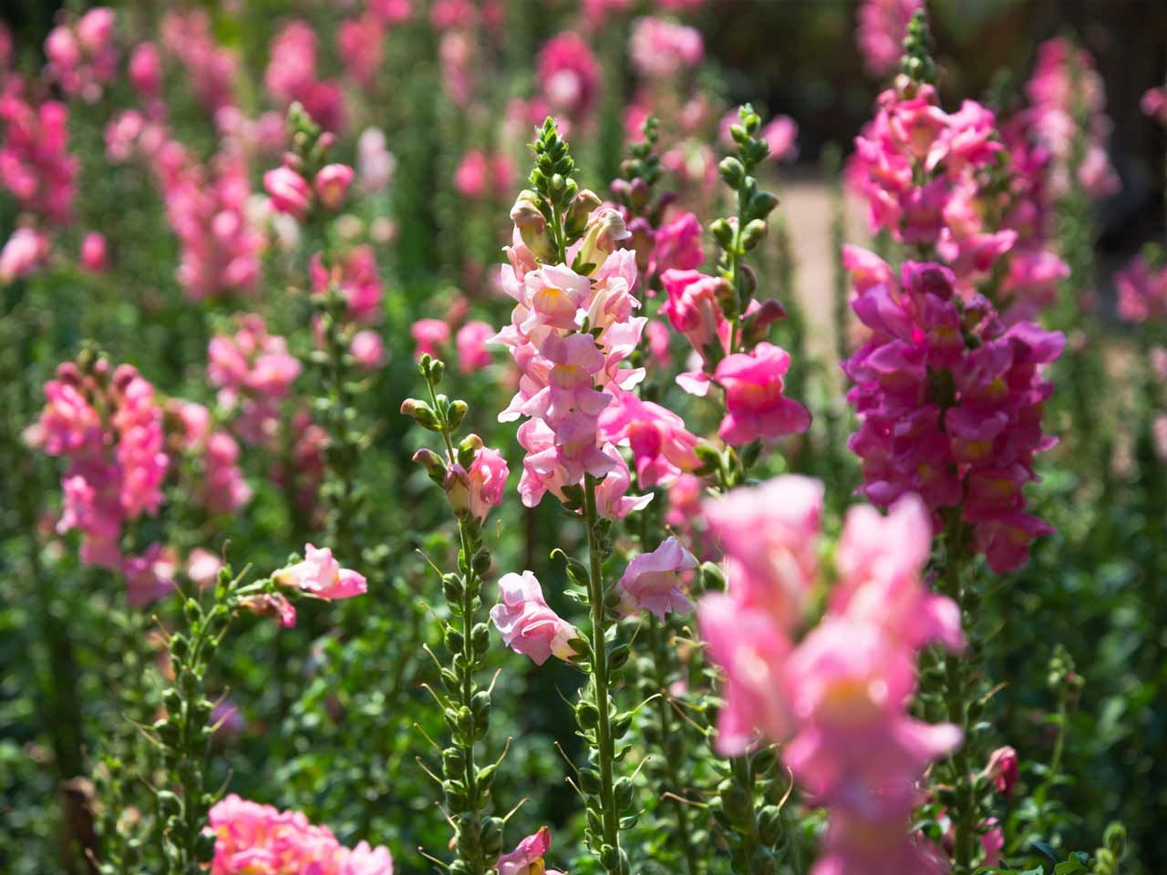 Snapdragon annual or perennial