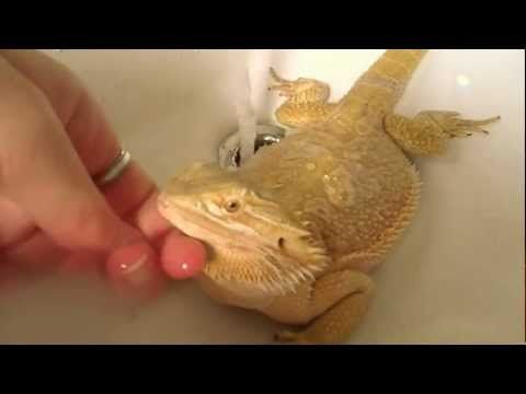 How to help a Bearded Dragon shed- Awesome Video of my