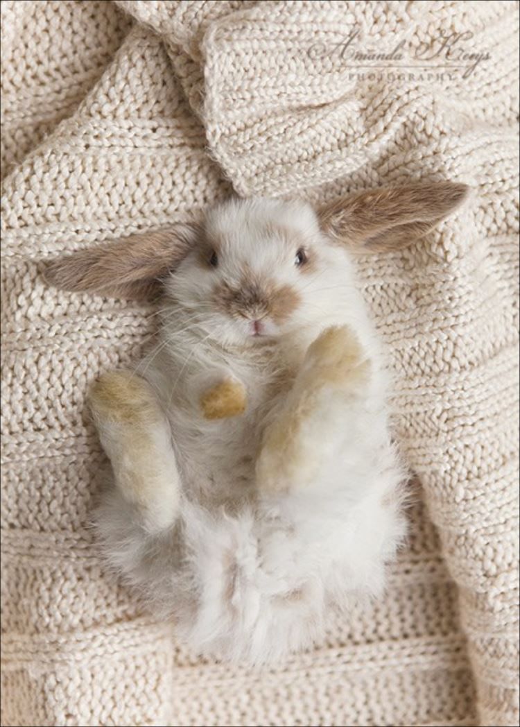 最高に可愛い子うさぎ 画像 動画集まとめ 可愛すぎる動物 うさぎ 子ウサギ 最高に可愛い子うさぎ 画像 動画集まとめ 可愛すぎる動物 うさぎ 子ウサギ